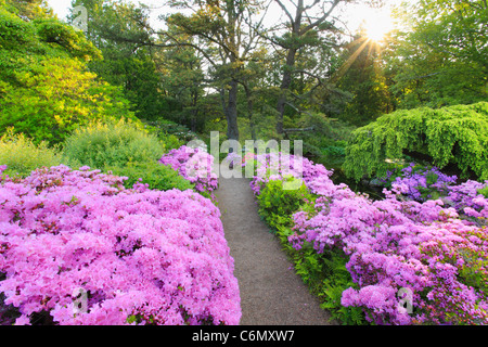 Sunrise, Asticou giardini, Northeast Harbor, isola di Mount Desert, Maine, Stati Uniti d'America Foto Stock