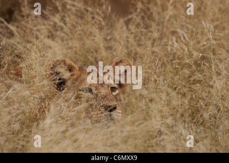 Lion cub in erba secca Foto Stock