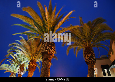 Alberi di Palma contro un profondo cielo blu Foto Stock