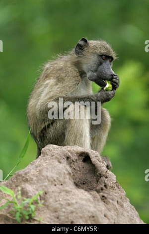 Chacma baboon seduta sulle zampe posteriori su un ant hill mangiare un frutto verde e le guance farcite con i prodotti alimentari Foto Stock