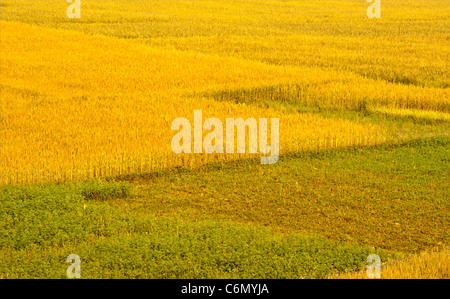 Campo di grano. Foto Stock