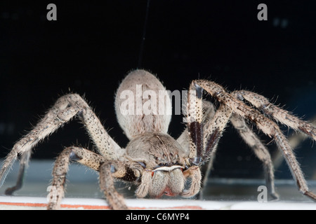 Close up di un ragno di pioggia Foto Stock