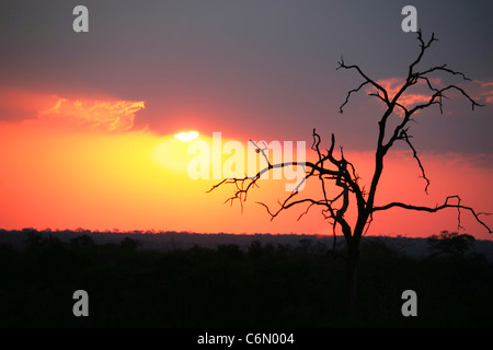 Albero morto silhouette contro un tramonto di Bushveld Foto Stock