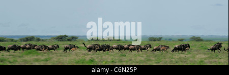 Stampeding gnu su pianure del Serengeti durante la migrazione annuale Foto Stock