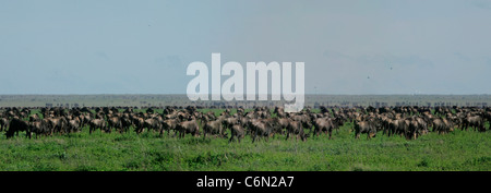 Gnu su pianure del Serengeti durante la migrazione annuale Foto Stock