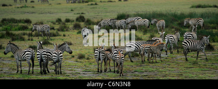 Zebra mandria nelle pianure del Serengeti Foto Stock