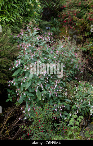 Balsamo himalayana piante invadenti Zennor stream Cornwall Regno Unito Foto Stock