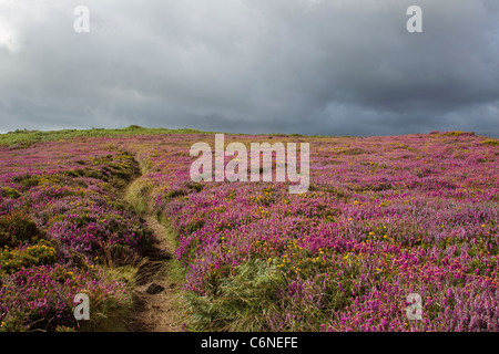 Ricco viola bell heather in fiore sulla collina Rosewall nell'Cornish uplands alla fine di agosto con scuro cielo nuvoloso Foto Stock