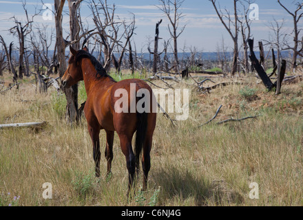 Cortez, Colorado - un cavallo selvaggio in una sezione di Mesa Verde National Park che è stato bruciato da un incendio di foresta. Foto Stock