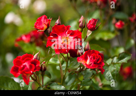 Rosa Biddulph Grange 'Frydarkeye' in fiore Foto Stock