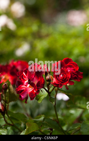 Rosa Biddulph Grange 'Frydarkeye' in fiore Foto Stock