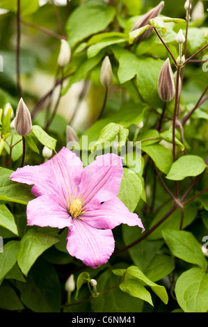 La clematide 'Comtesse de Bouchaude' in fiore Foto Stock