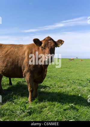 dh bestiame bovino scozzese MUCCHE DI MANZO Regno Unito ANIMALI DA FATTORIA Orkney scozia bestiame campo gran bretagna Foto Stock