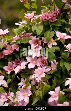 La clematide " Caroline' in fiore Foto Stock