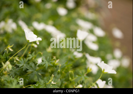 Geranium sanguineum 'Album', sanguinosa Cranesbill, in fiore Foto Stock