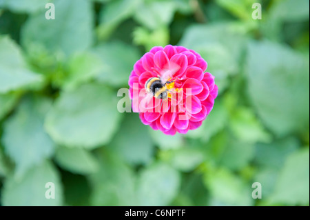 Ape su un fiore Foto Stock