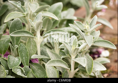 Stachys byzantina, Agnello le orecchie Foto Stock