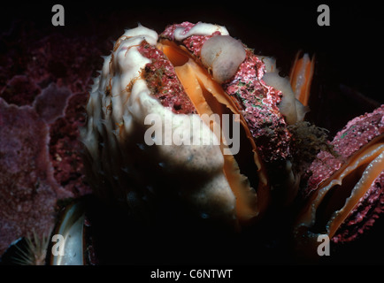 Cavallo di cozze (Modiolus modiolus) incrostato di alghe coralline e filtro di spugna l'assorbimento di plancton. La Nuova Inghilterra Foto Stock