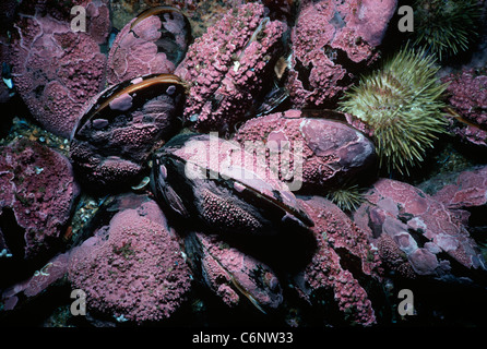 Cavallo di cozze (Modiolus modiolus) incrostato di alghe coralline di alimentazione del filtro di plancton. La Nuova Inghilterra, Oceano Atlantico settentrionale Foto Stock