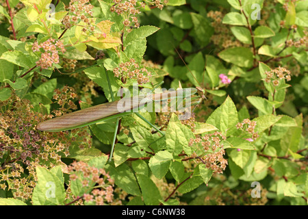 Mantide Religiosa in spirea Foto Stock