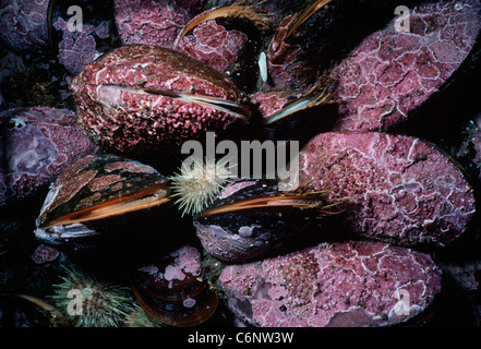Cavallo di cozze (Modiolus modiolus) incrostato di alghe coralline di alimentazione del filtro di plancton. La Nuova Inghilterra, Oceano Atlantico settentrionale Foto Stock