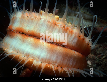 Occhi peer fuori del mantello bianco di frange gigante scaloppina di roccia (Crassadoma gigantea) guscio incrostati di spugna. Oceano Pacifico Foto Stock