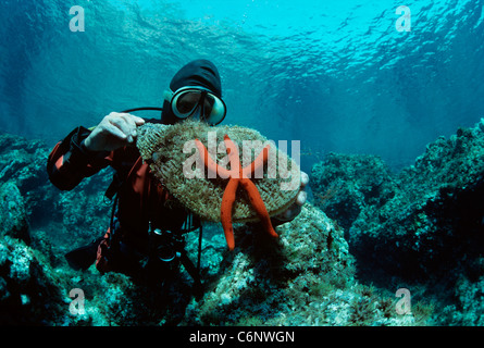 Cozza ventola (Atrina fragilis) e viola stella di mare (Ophidiaster ophidianus) detenute da un sommozzatore. Isola di Ustica, Sicilia, Italia Foto Stock