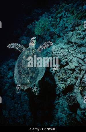 Tartaruga embricata (Eretmochelys imbricata) nuoto nei pressi di una scogliera di corallo di notte. Egitto, Mar Rosso Foto Stock