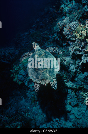 Tartaruga embricata (Eretmochelys imbricata) nuoto su una barriera corallina. Egitto, Mar Rosso Foto Stock