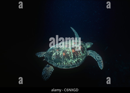 Tartaruga embricata (Eretmochelys imbricata) nuoto su una barriera corallina. Sipadan Island, Borneo, sul Mare della Cina del Sud Foto Stock