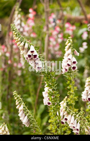 Foxgloves, Digitalis purpurea " Pam's Choice' con Sweet Pea Lathyrus odoratus "dipinto Lady' in background Foto Stock