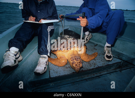 Gli studenti misurano una tartaruga marina Caretta - Caretta) catturati per tagging. Università della Florida Centrale Programma Foto Stock