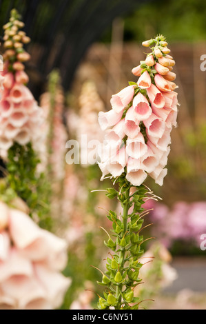 Rosa pallido foxgloves, Digitalis, in fiore della frutta e della verdura, giardino RHS Rosemoor, Devon, Inghilterra, Regno Unito Foto Stock