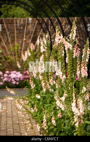 Rosa pallido foxgloves, Digitalis, in fiore della frutta e della verdura, giardino RHS Rosemoor, Devon, Inghilterra, Regno Unito Foto Stock