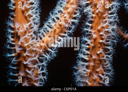 Corallo gorgonia (Gorgonacea) polipi aperti e l'assorbimento di plancton. Mar Rosso, Egitto Foto Stock