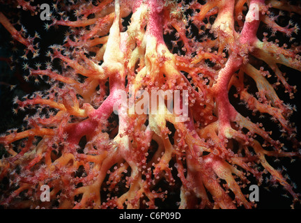 Seafan gorgonia Coral (Gorgonacea) polipi di apertura e l'assorbimento di plancton. Sipadan Island, Borneo, sul Mare della Cina del Sud Foto Stock