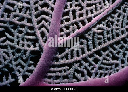 Viola di gorgonie Seafan Coral (Gorgonacea) polipi chiusa di notte. Grand Turk Island, Mar dei Caraibi Foto Stock