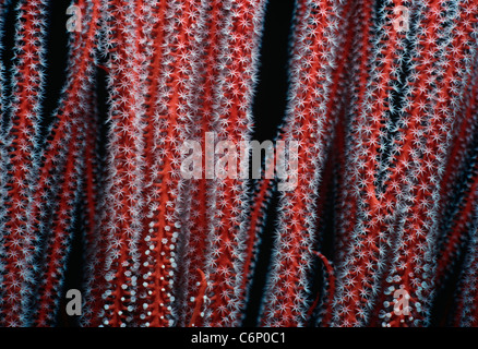 Corallo gorgonia (Gorgonacea) polipi aperti e l'assorbimento di plancton. Papua Nuova Guinea, Bismarck Sea Foto Stock