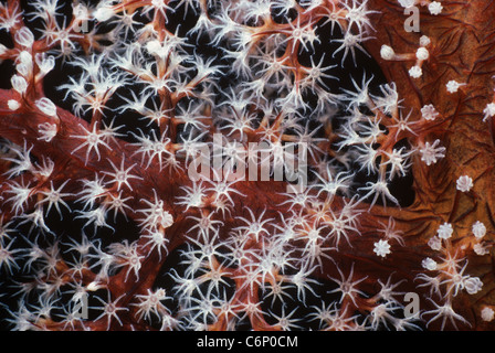 Corallo gorgonia (Gorgonacea) polipi aperti e l'assorbimento di plancton. Papua Nuova Guinea, Bismarck Sea Foto Stock