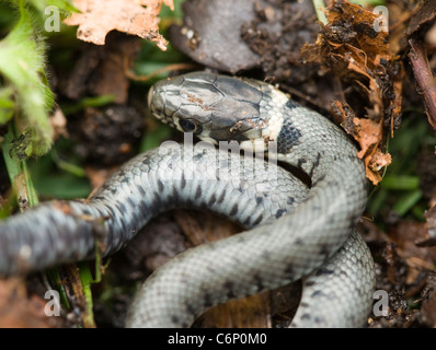Erba giovane serpente Natrix natrix, appena tratteggiata. Regno Unito. Foto Stock