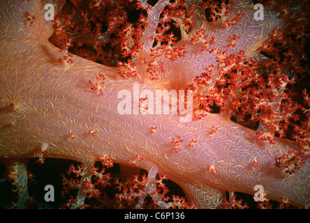 Alcionario coral (Dendronephthya spp.) polipi aperti e alimentazione. Mar Rosso, Egitto Foto Stock