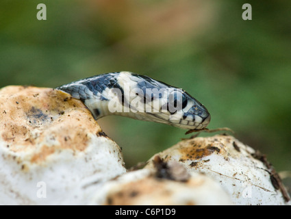 Biscia schiusa, Natrix natrix. Regno Unito. Foto Stock
