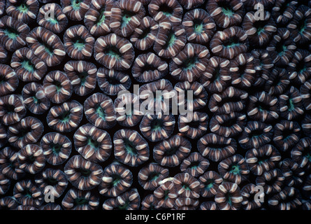 Daisy Coral (Goniopora lobata). Mar Rosso, Egitto Foto Stock