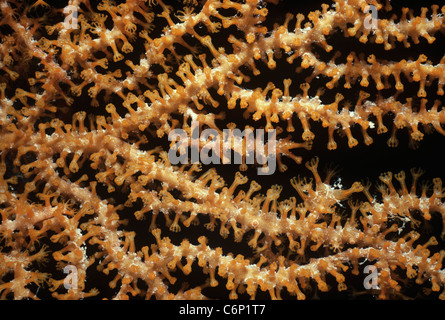Corallo gorgonia (Gorgonacea) polipi aperti e alimentazione. Mar Rosso, Egitto Foto Stock