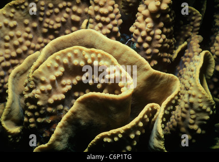 Stony Coral (Scleractinia) polipi. Mar Rosso, Egitto Foto Stock