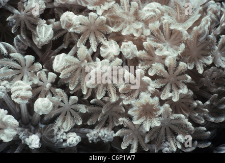 Xenia Coral (xenia umbellata) polipi aperti e l'assorbimento di plancton. Mar Rosso, Egitto Foto Stock