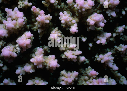 Finger-come torri di Staghorn Coral (Tubinaria mesenterina). Egitto, Mar Rosso Foto Stock