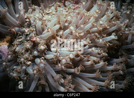 Xenia Coral (xenia umbellata) polipi aperti e l'assorbimento di plancton. Sipadan Island, Borneo, sul Mare della Cina del Sud Foto Stock
