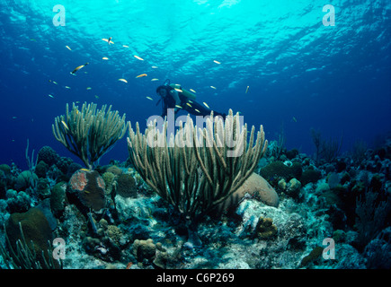 Un subacqueo snorkeling sulla barriera corallina. Belize, Mar dei Caraibi Foto Stock