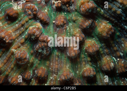 Stony Coral (Scleractinia) polipi. Papua Nuova Guinea, Bismarck Sea Foto Stock